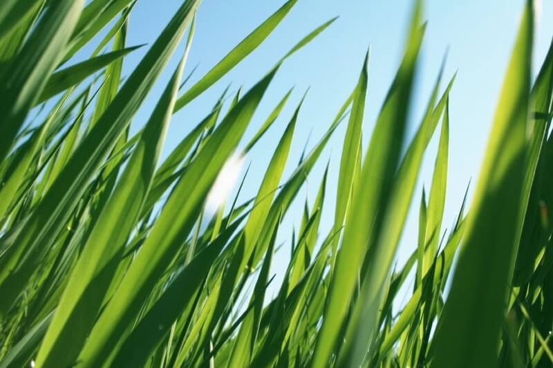 Why Demand Response Should be a Key Feature in Ontario’s Strategy to Reduce Carbon Emissions